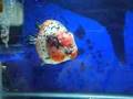 aquarama ranchu