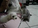 nuaghty kitten