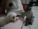nuaghty kitten