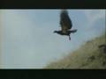Malcolm Middleton - Birdwatcher