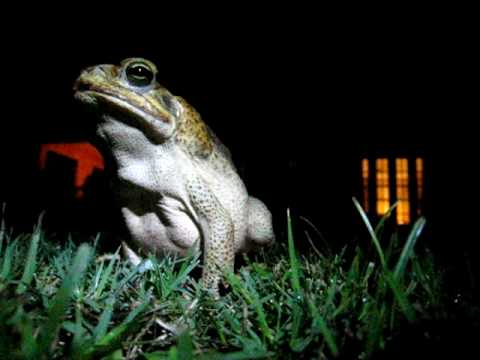 giant toad