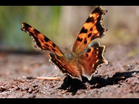 Thoughts from a Butterfly Hatch