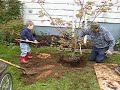 Tree Planting