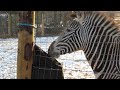 Zebra at the Chessington Zoon England 2012 KrissDS