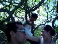 gess� aguiar direto do tocantins em guaratuba na frente do mar em cima da �rvore. vai l� gess�