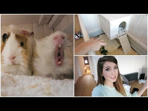 video-linktoworks-Guinea Pig House Tour & Getting Organised