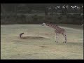 incident at giraffe manor