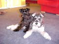 MY 3 DOGS