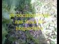 video preventivo da toxoplasmose -