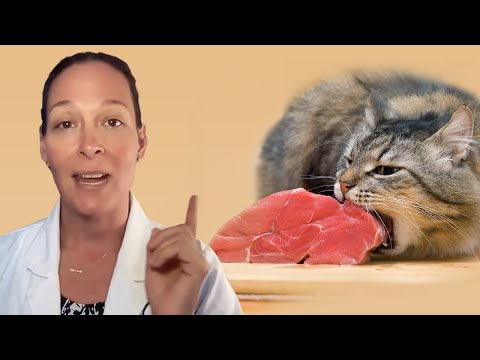 The Pros and Cons of Raw Cat Food (A Vet's Perspective)