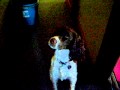 Springer