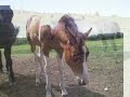 The Horse Search. Eclips Sophie Jonas jones