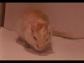 MY GIRL AND BOY GERBIL