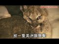 一歲半的金毛尋回犬，取名�...