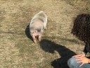 susy pig baci a prepotenza