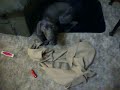 Doge the Houdini Dog
