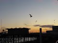 boardwalk seagulls