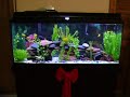Demasoni Lake Malawi African Cichlid Tank