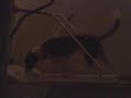 Cody the dog running fast on the treadmill