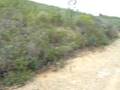 videos de CM PR7 Alta Mora - Caminhos da cabra algarvia