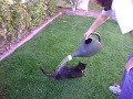 Cat Likes To Be Watered