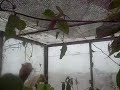 heliconia caracol y 98