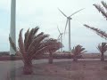 Palmeras en el Parque Eolico