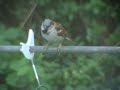 Sparrows eating and Chatting! Sparrows eating and Chatting!