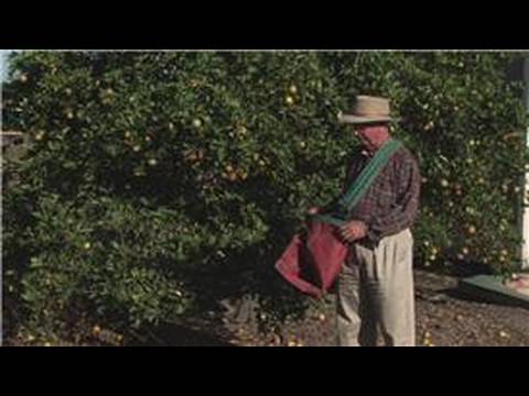 how to harvest citrus