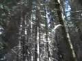 Hiking through the forest