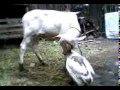 pedet vs angsa.mp4
