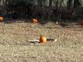 videos de Pumpkin explodes again