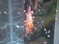 Sunrise Tropicals Discus Fish 2008.12.30