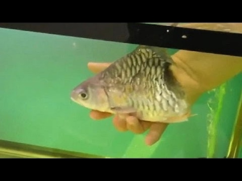 DIE 8 SELTSAMSTEN HAUSTIERE DER WELT!