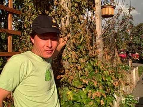 how to grow scarlet runner beans