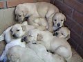 11 Labradores 11 Labradores