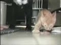 Cats and Dogs