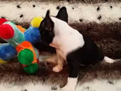 HANDSOME MALE FRENCH BULLDOG