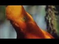 Weird animals of the Andean Cloud Forests - Wild South America - BBC