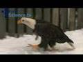 Bald eagles and the dangers they face