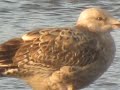 Herring Gull, 12.12.2009, Kalø Vig, Djursland