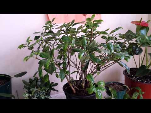 how to plant a fittonia