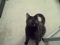 Stella Mae, cat who plays fetch