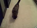 Stella Mae, cat who plays fetch