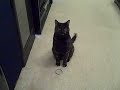 Stella Mae, cat who plays fetch