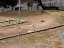 duratrax raze en circuito velez sarfield2 duratrax raze en circuito velez sarfield2