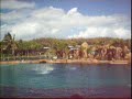 dolphin