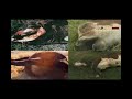 ALIEN UFO Viehverstümmelung Cattle mutilation ALIEN UFO Viehverstümmelung Cattle mutilation