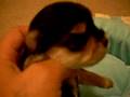 Antonette's  baby Morkie boy