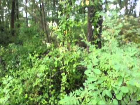 how to replant honeysuckle vines